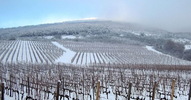 Vince-nap Győrújbarát 2026. Vince-napi pincejárás 