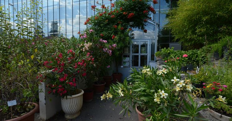 Pécsi Dísznövény Kiállítás és Vásár 2026