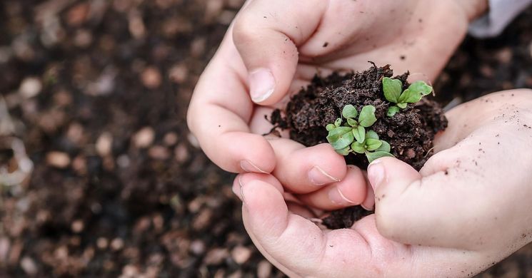 Palántavásár programok 2026 -  Események és rendezvények