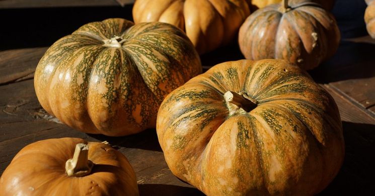 Sütőtök Fesztivál Hatvan 