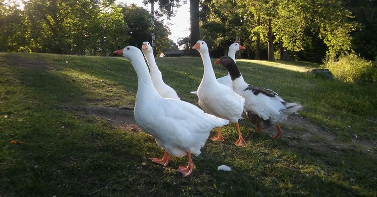 Szent Márton-napi Vásár Szombathely 2026 Vasi Skanzen