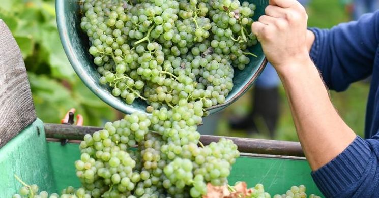 Arácsi Szüret 2025 Balatonfüred