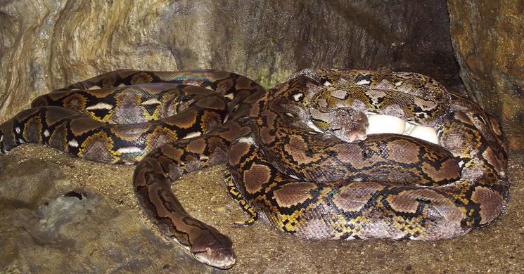 Kígyó látványetetés Budapest 2026 - Fedezze fel a kígyók izgalmas étkezési szokásait!