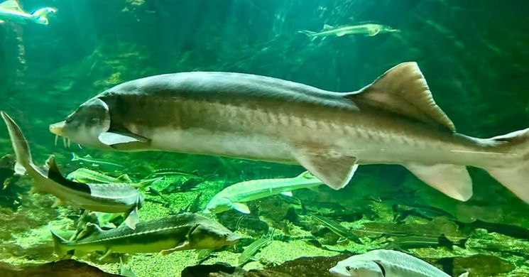 Tisza-tó bemutatása 2026 - Látogatás a poroszlói Tisza-tavi Ökocentrumba