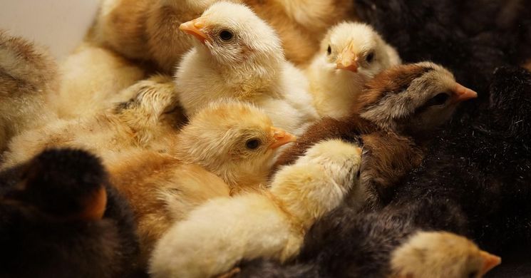 Állati Jó Vasárnap 2026 - Bolhapiac, kisállatböre Salgótarjánban