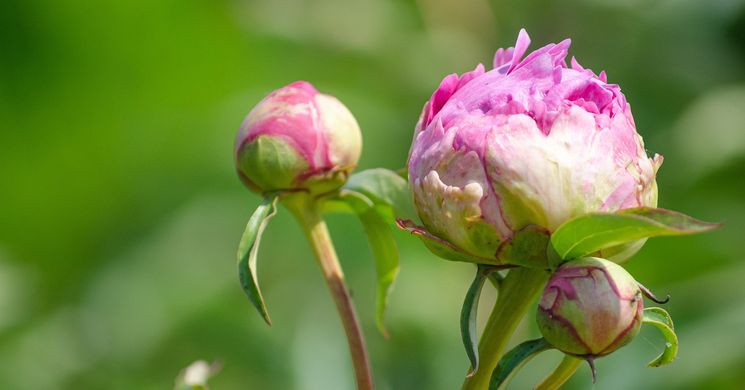 Csopaki Pünkösd. Ünnepi programok, események, rendezvények