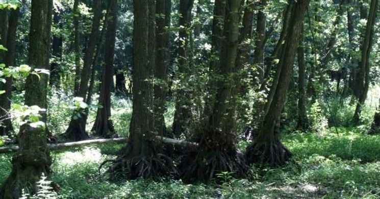 Baláta-tó túra a Duna-Dráva Nemzeti Parkban