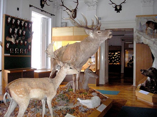 Ingyenes múzeumlátogatás Zircen, az MTM Bakonyi Természettudományi Múzeumában