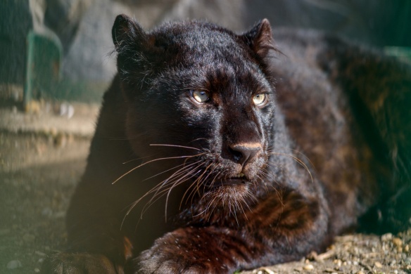 Vasárnapi családi program 2026 -  Kecskeméti Vadaskert