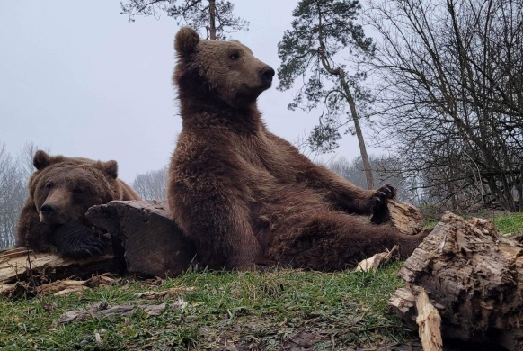 Látogatás a Veresegyházi Medveotthon területén 2026 – családi és edukatív programok