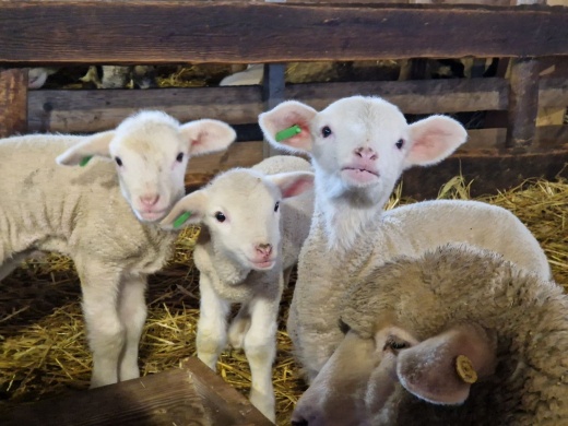 Barka Állatsimogató programok 2026 Dunakeszi