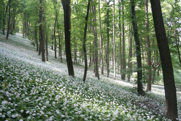 Medvehagyma fesztiválok 2026