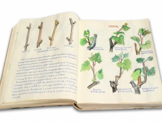 Szőlő Jövésnek Könyve Kőszeg 2026