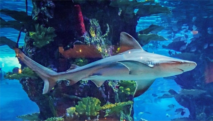 Állatkerti látványetetés Budapest 2026 - interaktív élmények a Tropicariumban