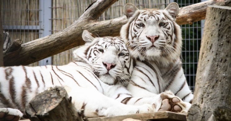 Pécsi Állatkert programok 2026. Események, rendezvények