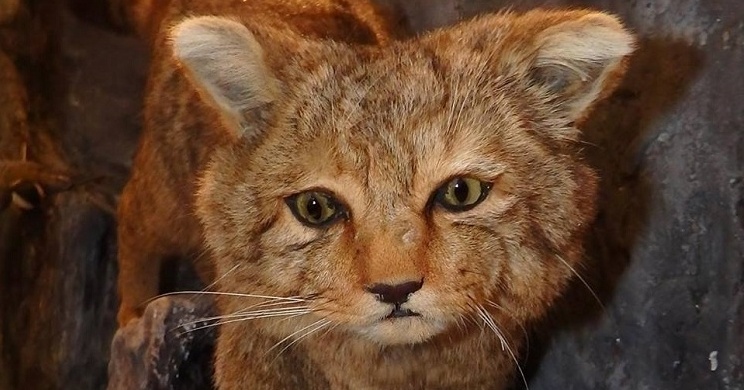 MTM Bakonyi Természettudományi Múzeuma programok Zirc 2026