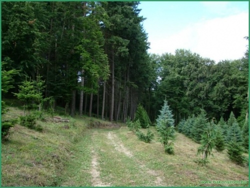 Bakonyi kilátó, forrasztókő kilátópont és élőfa gyűjtemény látogatás
