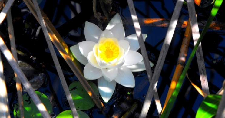 Csónaktúra az Óhalászi Holt-Tiszán és a szigeten lévő kilátóhoz a Szabics Kikötőből 2026