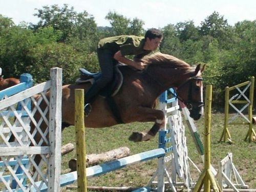 Lovasoktatás, lovaglás Salföldi Természetvédelmi Major