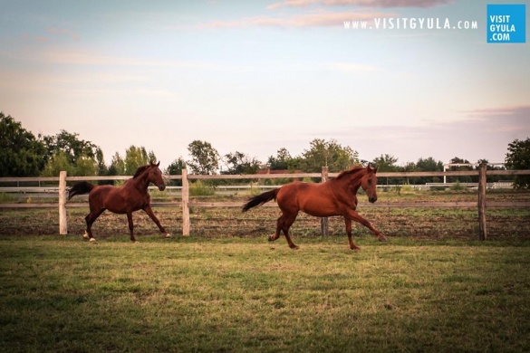 Gyulai lovaglás és lovas oktatás a Sióréti Szabadidőközpont Fedeles lovardájában