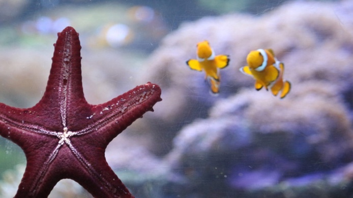 Randi hely Budapest 2026 -  Romantikus programhelyszín pároknak a Tropicariumban