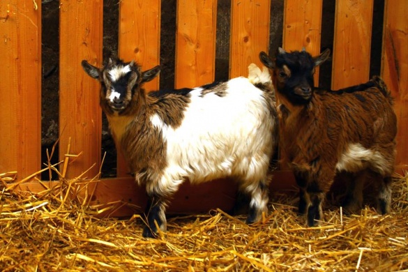 Állatsimogató Fenyvespusztán Zalakaros közelében