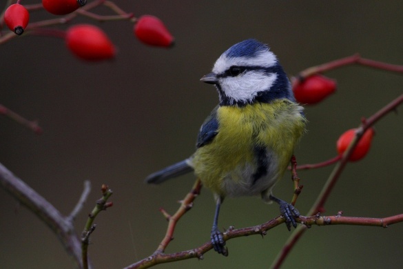 Madármegfigyelés 2026 - Madárgyűrűzés a Jági-tónál a Duna-Ipoly Nemzeti Park szervezésében