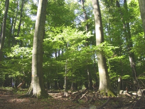 Vétyemi ősbükkös, látogatás a zalai erdőrezervátumban