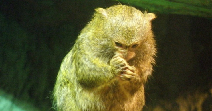 Majom látványetetés Budapest 2026 - Interaktív állatetetés a Tropicariumban