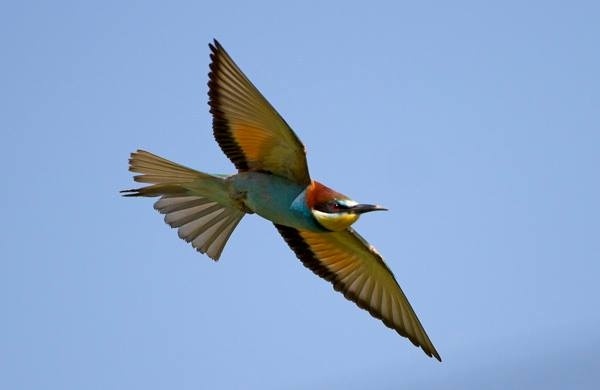 Madárvonulás megfigyelése a Madárdal tanösvényen a Duna-Ipoly Nemzeti Parkban 2026