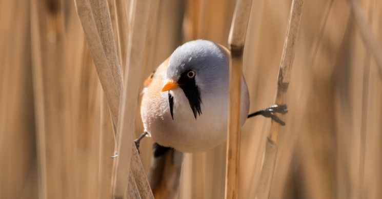 Európai Madármegfigyelő Napok a Kis-Balatonnál 2025