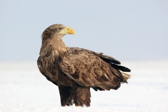 Sasnap a Hortobágyon 2026 – Sasles és madármegfigyelés