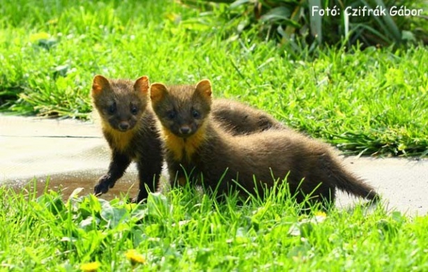 Az Alföld élővilága, ismerkedés a Körös-Maros Nemzeti Park flórájával és faunájával