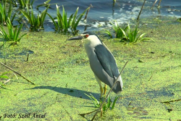 Vizes élőhelyek állatai, ismerkedés a vizek élővilágával a Körös-Maros Nemzeti Park területén