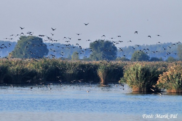 Halastavak élővilága, túra a Sző-réti tanösvényen a Körös-Maros Nemzeti Parkban