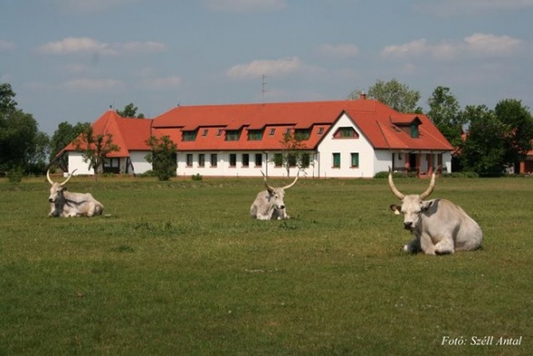 Dévaványa látnivalók, látogatás a Sterbetz István Túzokvédelmi Látogatóközpontban