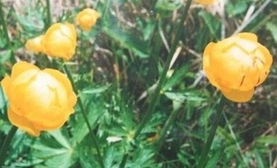 Bakonygyepesi zergebogláros túra a Balaton-felvidéki Nemzeti Parkban