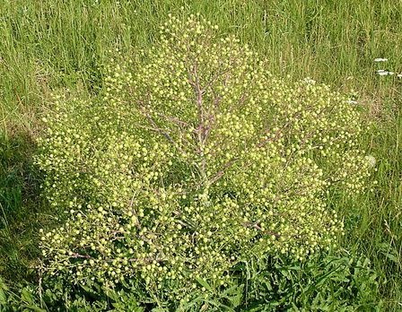 Túra a balatonkenesei tátorjánosba