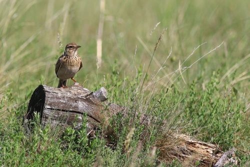 Szálkahalmi tanösvény, ökotúra  a Hortobágyi Nemzeti Parkban