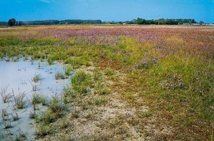 Csipak tanösvény Mórahalom, ökotúra a Kiskunsági Nemzeti Parkban