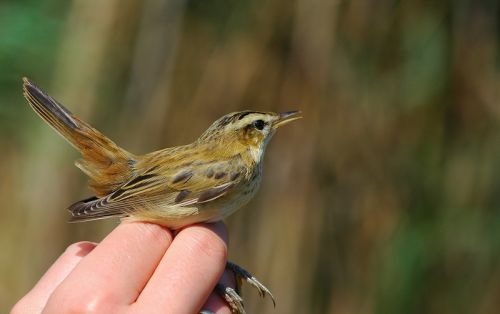 Poszáta tanösvény Izsák - Soltszentimre, ökotúra a Kiskunsági Nemzeti Parkban
