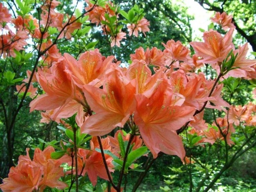 Tiszakürti Arborétum programok 2026