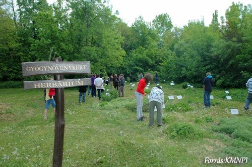 Gyógynövényes kert a Körös-Maros Nemzeti Parkban, ismerkedés a gyógynövényekkel