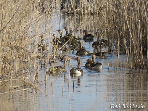 Sző-réti tanösvény Biharugra, ökotúra a Bihari Madárvártától a Körös-Maros Nemzeti Parkban
