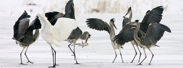 Duna-Dráva Nemzeti Park programok 2026 - Események, rendezvények, jeles napok, ünnepek