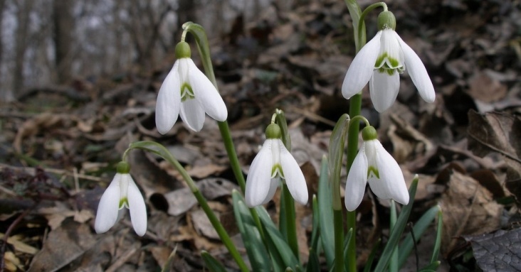 Hóvirág ünnep a Duna-Ipoly Nemzeti Parkban 2026