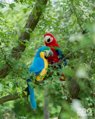 Madarak és Fák Napja Debrecen 2026 - Jeles napi programok az Állatkertben