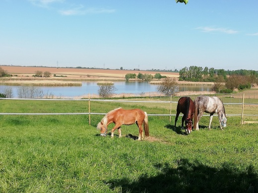 Hetényi Lovasudvar Nyílt nap és Lovasbemutató