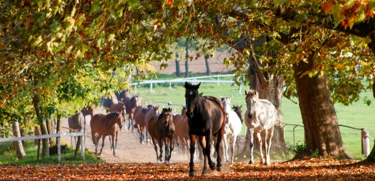 Bábolna Nemzeti Ménesbirtok programok 2026