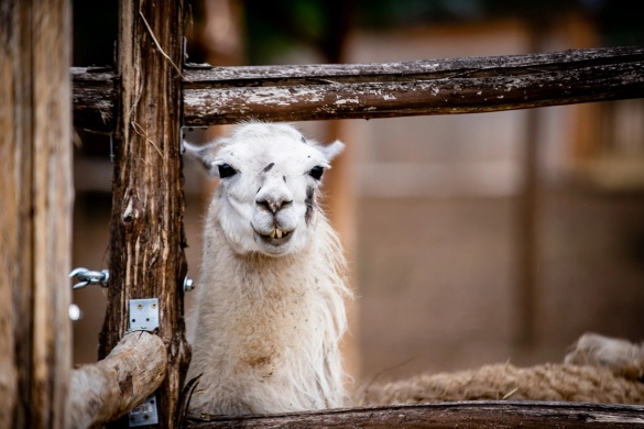 Egzotikus Állatpark programok 2026 Előszállás